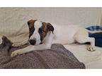 BUGS BUNNY German Wirehaired Pointer Young Female