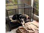 PANDA Pointer Adult Female