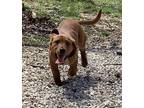 Ben and/or Hoss Basset Hound Adult Male