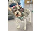 Babette Shih Tzu Adult Female