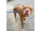 Lane Mixed Breed (Large) Senior Male
