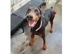 KARLA Doberman Pinscher Adult Female