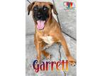 Garrett Belgian Malinois Young Male