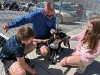 Peppa Labrador Retriever Adult Female