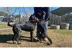 Valentina Australian Kelpie Adult Female