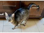 Adopt Tessa a Tabby