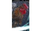 Young roosters for sale