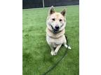 Adopt HERA a Shiba Inu, Mixed Breed