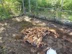 Chickens