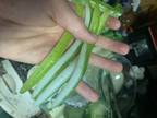 $1 for 10 Mystery Lures