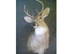 deer head