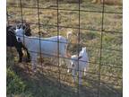 Nigerian Dwarf Doe and Kid