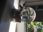 Snoopy Snowglobe