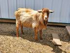 ADGA Nigerian Dwarf Buck