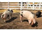 Heritage Hogs