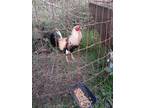 Roosters