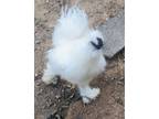 Silkie Rooster
