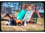 Salvage wood