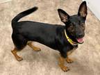 Adopt SMOOTHIE a German Shepherd Dog