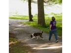 Adopt Izzy a Foxhound