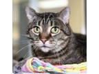 Adopt Mia Mae a Domestic Short Hair