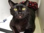 Adopt RAE a Domestic Short Hair
