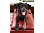 Adopt Tootsie a Australian Cattle Dog / Blue Heeler, Labrador Retriever