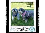 Adopt Zena (Bonded Pair with Sweet Pea) 030224 a Schnauzer