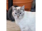 Adopt Karma (Bonded to Serenity) a Oriental Tabby, Siamese