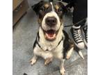 Adopt Dippin Dots a Shar-Pei, Shepherd