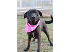Adopt Hollow - Adoptable a Labrador Retriever