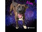Adopt Ziva a Cane Corso, Boxer