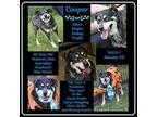 Cooper (Neutered) Australian Shepherd Senior Male