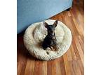 Zookie Miniature Pinscher Adult Male