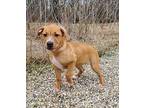 Louise (6174) Labrador Retriever Puppy Female