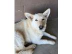 Eggroll Husky Adult Female