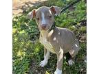 Cookie Beagle Puppy Female