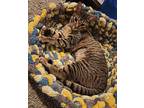 Carlie Domestic Shorthair Kitten Female