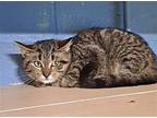Bobbi Domestic Shorthair Kitten Male