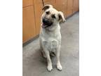 Leo Anatolian Shepherd Adult Male