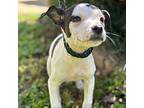 Carla Beagle Puppy Female