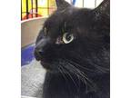 Midnight American Shorthair Adult Male
