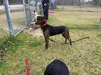 Gabe Labrador Retriever Young Male