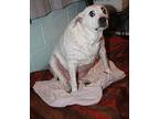 Isabell (Spayed) Pics 1/17/24 American Pit Bull Terrier Adult Female