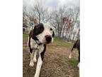 Dewey Pointer Puppy Male