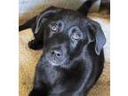 PUPPY BRICE Labrador Retriever Young Male