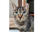 Tabby American Shorthair Adult Female