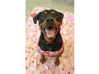 Maci Rottweiler Adult Female