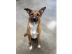 Sadie German Shepherd Dog Young Female