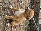 Hattie Labrador Retriever Puppy Female